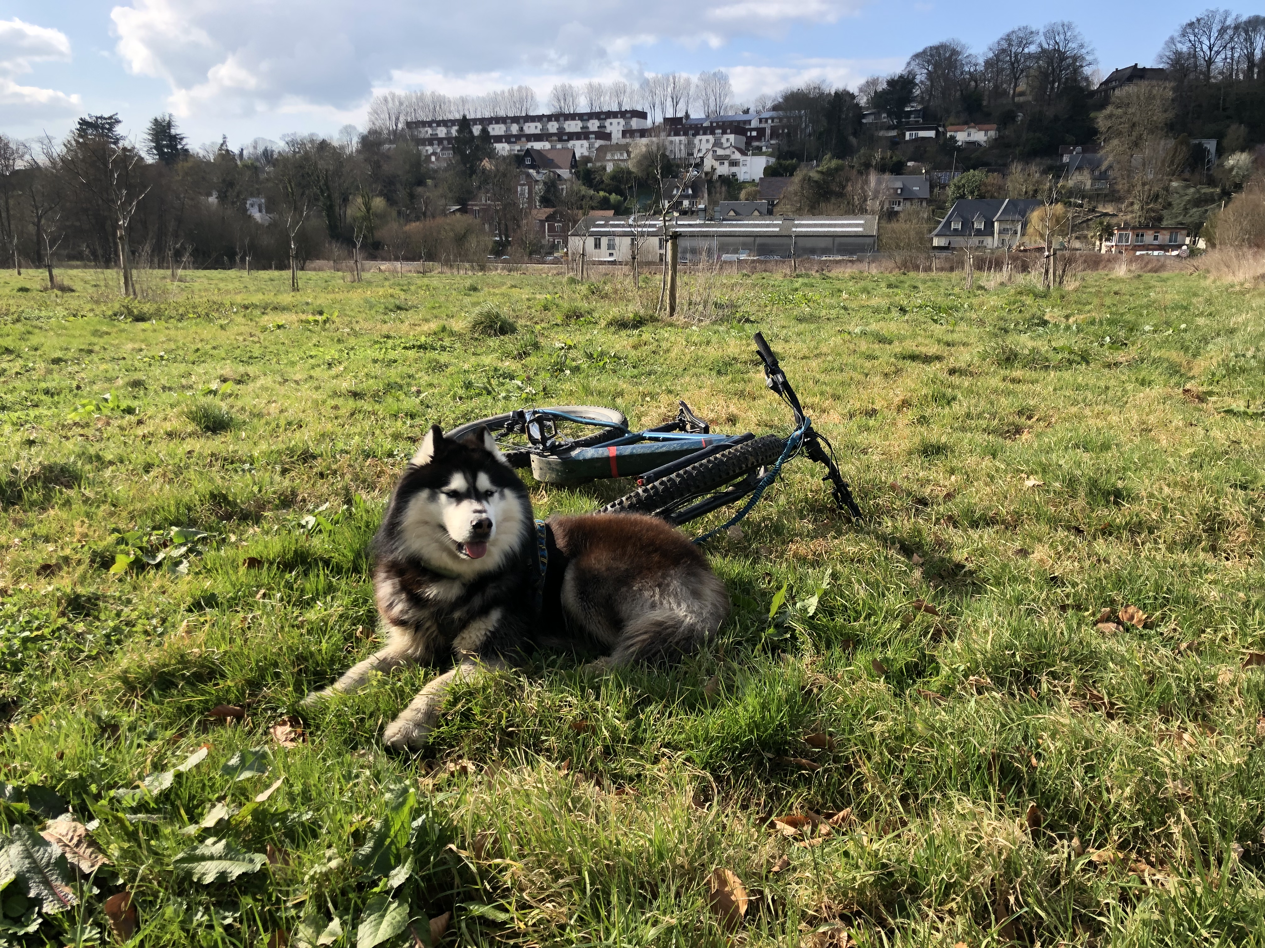 Un Husky allongé dans l'herbe lors d'une balade